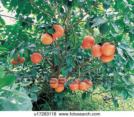 Stock Photo - Branch, Close-Up, Crop, Cultivated, Day. Fotosearch