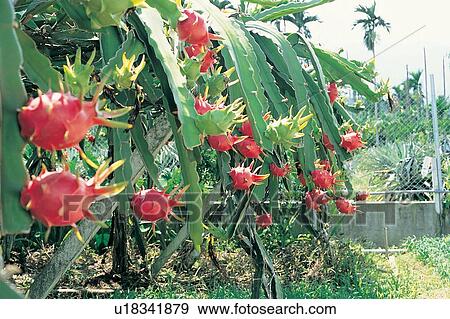Branch, Close-Up, Crop, Cultivated, Day View Large Photo Image Stock Photo - Branch, Close-Up, Crop, Cultivated, Day. Fotosearch