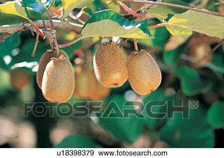 Branch, Close-Up, Crop, Cultivated, Day View Large Photo Image Stock Photo - Branch, Close-Up, Crop, Cultivated, Day. Fotosearch