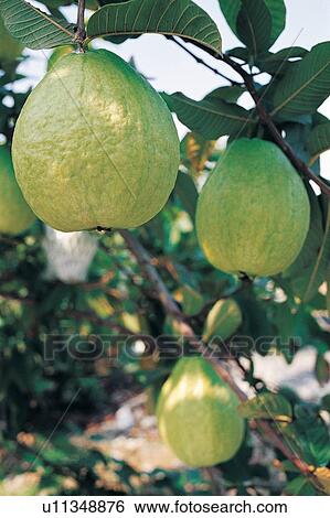 Branch, Close-Up, Crop, Cultivated, Day View Large Photo Image Stock Photograph - Branch, Close-Up, Crop, Cultivated, Day. Fotosearch