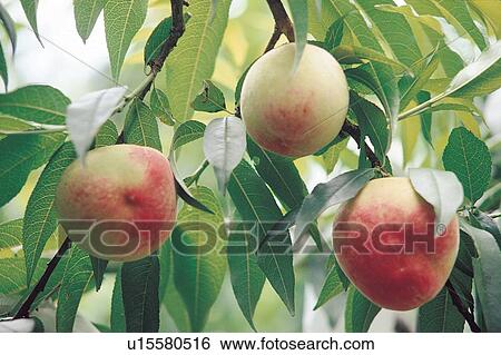 Stock Photograph - Branch, Close-Up, Crop, Cultivated, Day. Fotosearch