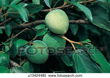 Stock Photography - Branch, Close-Up, Crop, Cultivated, Day. Fotosearch