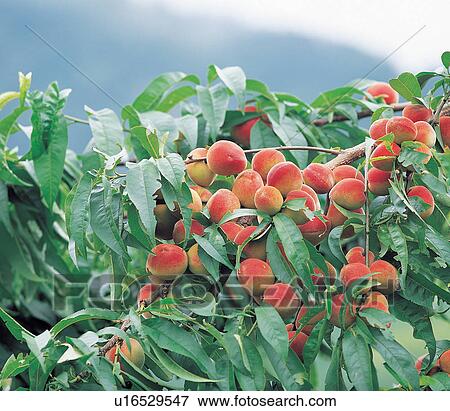 Stock Photo - Branch, Crop, Cultivated, Day, Farm. Fotosearch