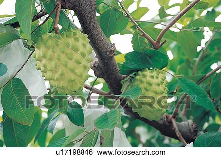Stock Photograph - Branch, Crop, Cultivated, Day, Farm. Fotosearch