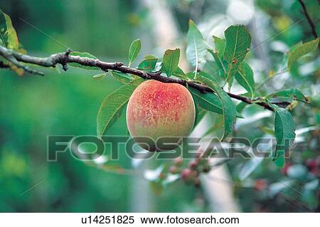 Stock Photography - Branch, Crop, Cultivated, Day, Farm. Fotosearch