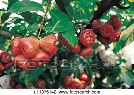 Stock Image - Bunch, Cashew, Close-Up, Crop, Cultivated. Fotosearch