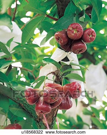 Stock Image - Bunch, Cashew, Close-Up, Crop, Cultivated. Fotosearch