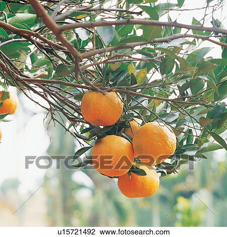 Bunch, Citrus Fruit, Close-Up, Crop, Cultivated View Large Photo Image Stock Image - Bunch, Citrus Fruit, Close-Up, Crop, Cultivated. Fotosearch