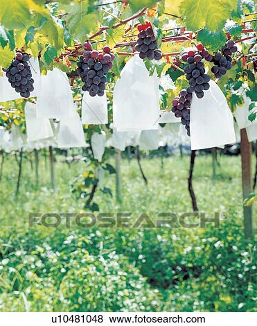 Stock Photo - Bunch, Crop, Cultivated, Day, Distant. Fotosearch