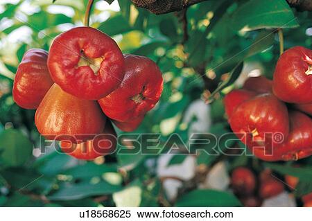 Cashew, Close-Up, Crop, Cultivated, Day View Large Photo Image Stock Photography - Cashew, Close-Up, Crop, Cultivated, Day. Fotosearch