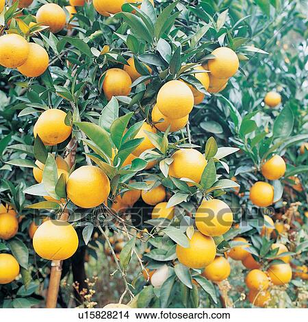 Picture - Citrus Fruit, Close-Up, Crop, Cultivated, Day. Fotosearch