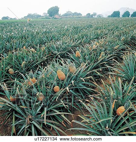 Picture - Close-Up, Crop, Cultivated, Day, Farm. Fotosearch