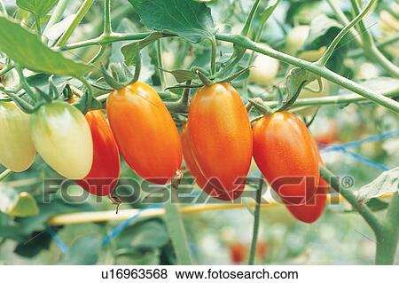 Close-Up, Crop, Cultivated, Day, Farm View Large Photo Image Stock Photo - Close-Up, Crop, Cultivated, Day, Farm. Fotosearch