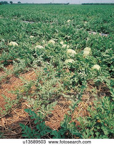 Stock Image - Crop, Cultivated, Day, Farm, Field. Fotosearch