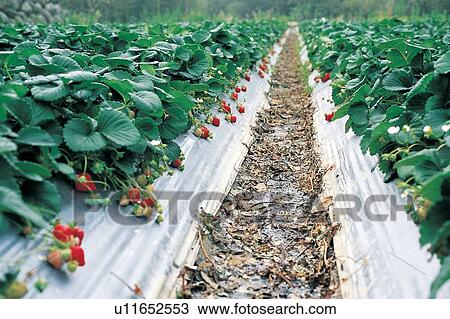 Stock Image - Crop, Cultivated, Day, Farm, Focus On Foreground. Fotosearch