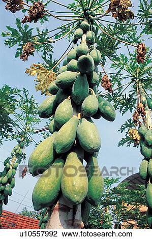 Stock Image - Crop, Grove, Green, Agriculture, Papaya, Outdoor, Sunlight. Fotosearch