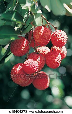 Stock Image - Crop, Tree, Abundance, Day, The World of Fruit. Fotosearch