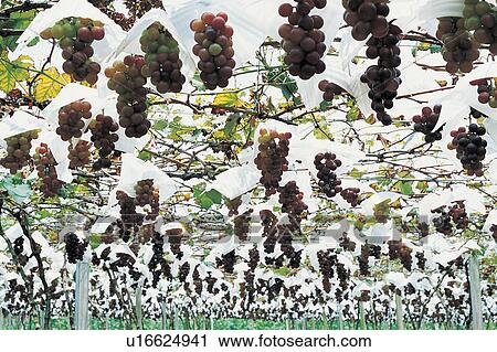 Crop, Vineyard, Healthy Eating, Green, Growth, Day, Vine View Large Photo Image Stock Image - Crop, Vineyard, Healthy Eating, Green, Growth, Day, Vine. Fotosearch