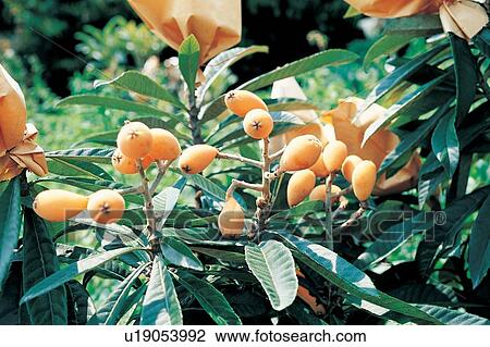 Cultivated, Focus On Foreground, Growth, Grove, Crop, Yellow, Agriculture View Large Photo Image Stock Image - Cultivated, Focus On Foreground, Growth, Grove, Crop, Yellow, Agriculture. Fotosearch