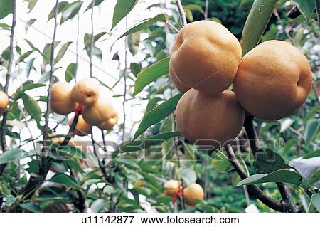 Cultivated, Leaves, Hanging, Ripe, Crop, Agriculture View Large Photo Image Stock Photo - Cultivated, Leaves, Hanging, Ripe, Crop, Agriculture. Fotosearch
