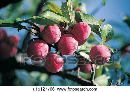 Damson Plum, Branch, Cultivated, Healthy Eating, Hanging View Large Photo Image Stock Photograph - Damson Plum, Branch, Cultivated, Healthy Eating, Hanging. Fotosearch