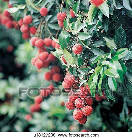 Stock Photo - Day, Lychee, Branch, Farm, Focus On Foreground, Tree. Fotosearch