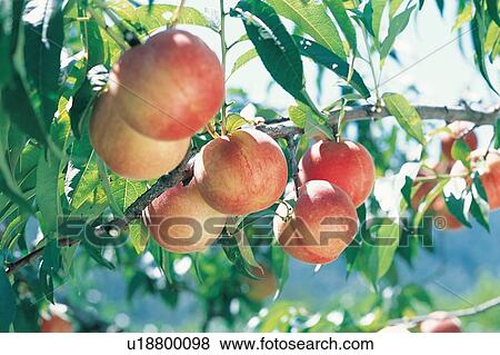 Day, Nature, Orchard, Harvesting, Hanging, Group Of Objects, Leaves View Large Photo Image Stock Photo - Day, Nature, Orchard, Harvesting, Hanging, Group Of Objects, Leaves. Fotosearch