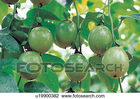 Stock Image - Farm, Abundance, Refreshment, Hanging, Group Of Objects, Outdoor. Fotosearch