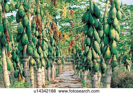 Farm, Group Of Objects, Leaves, Abundance, Sunlight, Close-Up View Large Photo Image Stock Photo - Farm, Group Of Objects, Leaves, Abundance, Sunlight, Close-Up. Fotosearch