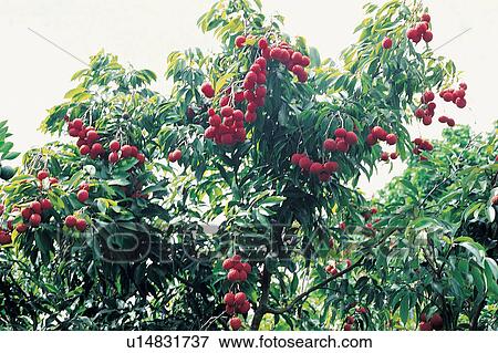 Farm, Tree, Close-Up, Bunch, Cultivated, Branch, Day View Large Photo Image Stock Photo - Farm, Tree, Close-Up, Bunch, Cultivated, Branch, Day. Fotosearch