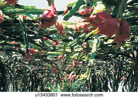 Stock Image - Flower, Cultivated, The World of Fruit, Refreshment, Nature, Outdoor. Fotosearch
