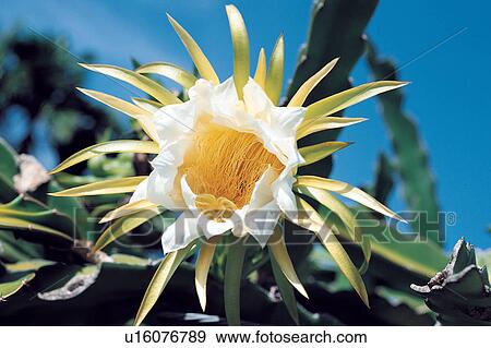 Stock Photo - Flower, Farm, Day, Growth, Grove, Crop. Fotosearch