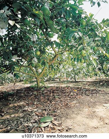 Focus On Foreground, Growth, The World of Fruit, Nature, Grove, Healthy Eating View Large Photo Image Stock Image - Focus On Foreground, Growth, The World of Fruit, Nature, Grove, Healthy Eating. Fotosearch