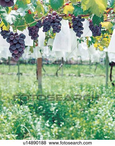 Freshness, Shadow, Nature, Cultivated, Abundance, Healthy Eating, Harvesting View Large Photo Image Stock Photo - Freshness, Shadow, Nature, Cultivated, Abundance, Healthy Eating, Harvesting. Fotosearch
