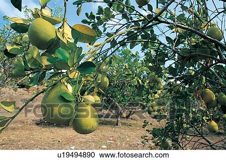 Stock Image - Fruits And Drink, Green, The World of Fruit, Cloud, Shaddock. Fotosearch
