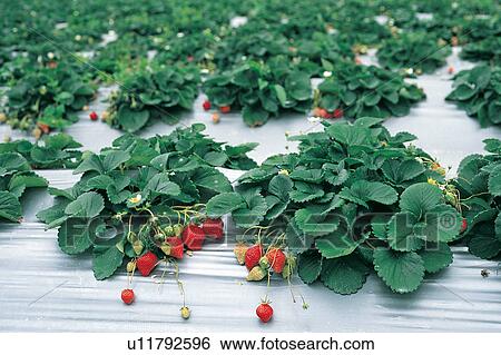 Stock Photograph - Fruits And Drink, Harvesting, Green, Grove, Farm, Growth. Fotosearch