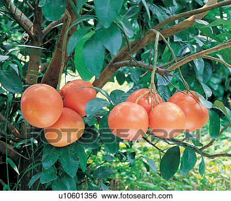 Stock Photograph - Fruits And Drink, Tree, Grove, Crop, Healthy Eating, Day. Fotosearch