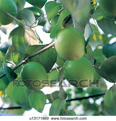 Green, Crop, Rural Scene, Cultivated, Nature, Refreshment, Abundance View Large Photo Image Stock Photo - Green, Crop, Rural Scene, Cultivated, Nature, Refreshment, Abundance. Fotosearch