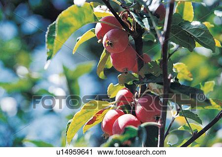 Stock Image - Green, Tree, Hanging, Growth, Leaves, Outdoor, Refreshment. Fotosearch