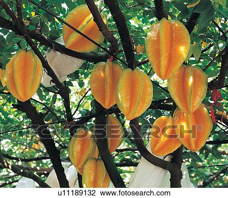 Stock Image - Group Of Objects, Growth, Day, Abundance, The World of Fruit, Rural Scene. Fotosearch
