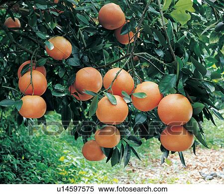 Grove, Branch, Hanging, Healthy Eating, Outdoor, Growth, Abundance View Large Photo Image Stock Photography - Grove, Branch, Hanging, Healthy Eating, Outdoor, Growth, Abundance. Fotosearch