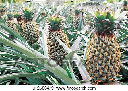Stock Photo - Grove, Plantation, Group Of Objects, Outdoor, Ripe, Tropical. Fotosearch