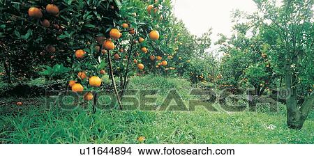 Picture - Grove, Tangerine, Abundance, The World of Fruit, Fruit Tree, Group Of Objects. Fotosearch