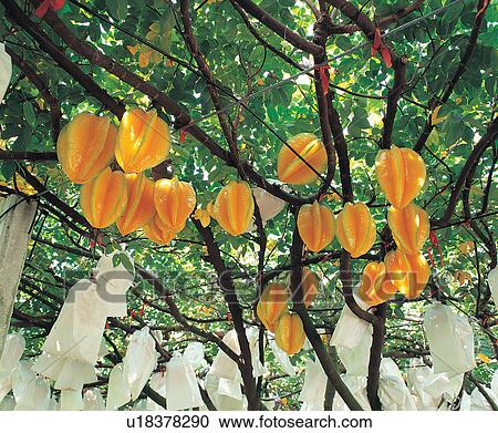Growth, Crop, Harvesting, Carambola, Day, Freshness, Agriculture View Large Photo Image Stock Image - Growth, Crop, Harvesting, Carambola, Day, Freshness, Agriculture. Fotosearch