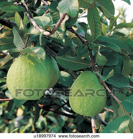 Picture - Guava, Rural Scene, Harvesting, Farm, Freshness, Agriculture. Fotosearch