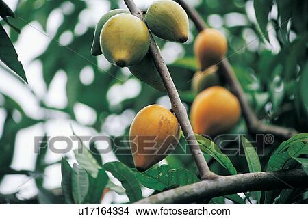 Picture - Hanging, Day, Grove, Agriculture. Fotosearch