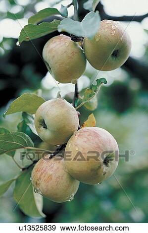 Stock Photo - Hanging, Rural Scene, Group Of Objects, Orchard, Day, Cultivated, Agriculture. Fotosearch