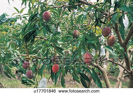 Stock Photograph - Harvesting, Agriculture, Crop, Orchard, Tree, Hanging. Fotosearch