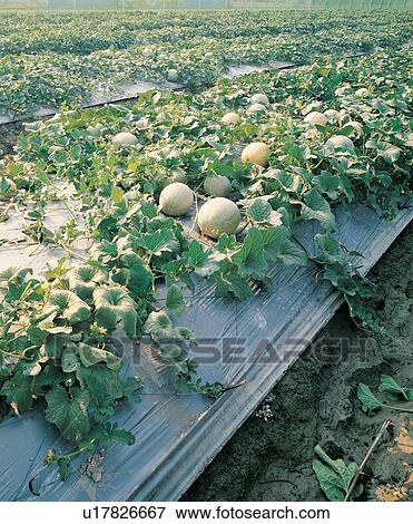 Harvesting, Agriculture, Outdoor, Group Of Objects, Freshness View Large Photo Image Stock Photo - Harvesting, Agriculture, Outdoor, Group Of Objects, Freshness. Fotosearch