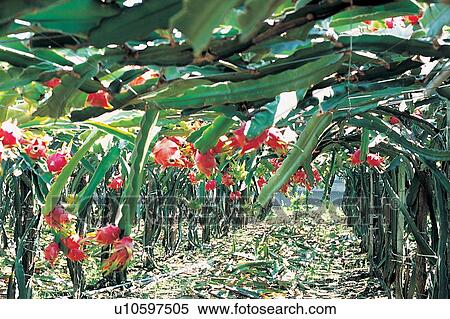 Harvesting, Flower, Growth, Refreshment, Abundance View Large Photo Image Stock Photography - Harvesting, Flower, Growth, Refreshment, Abundance. Fotosearch